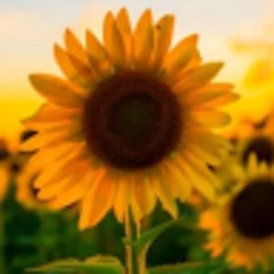 Meet your Posher, Tonnilynn